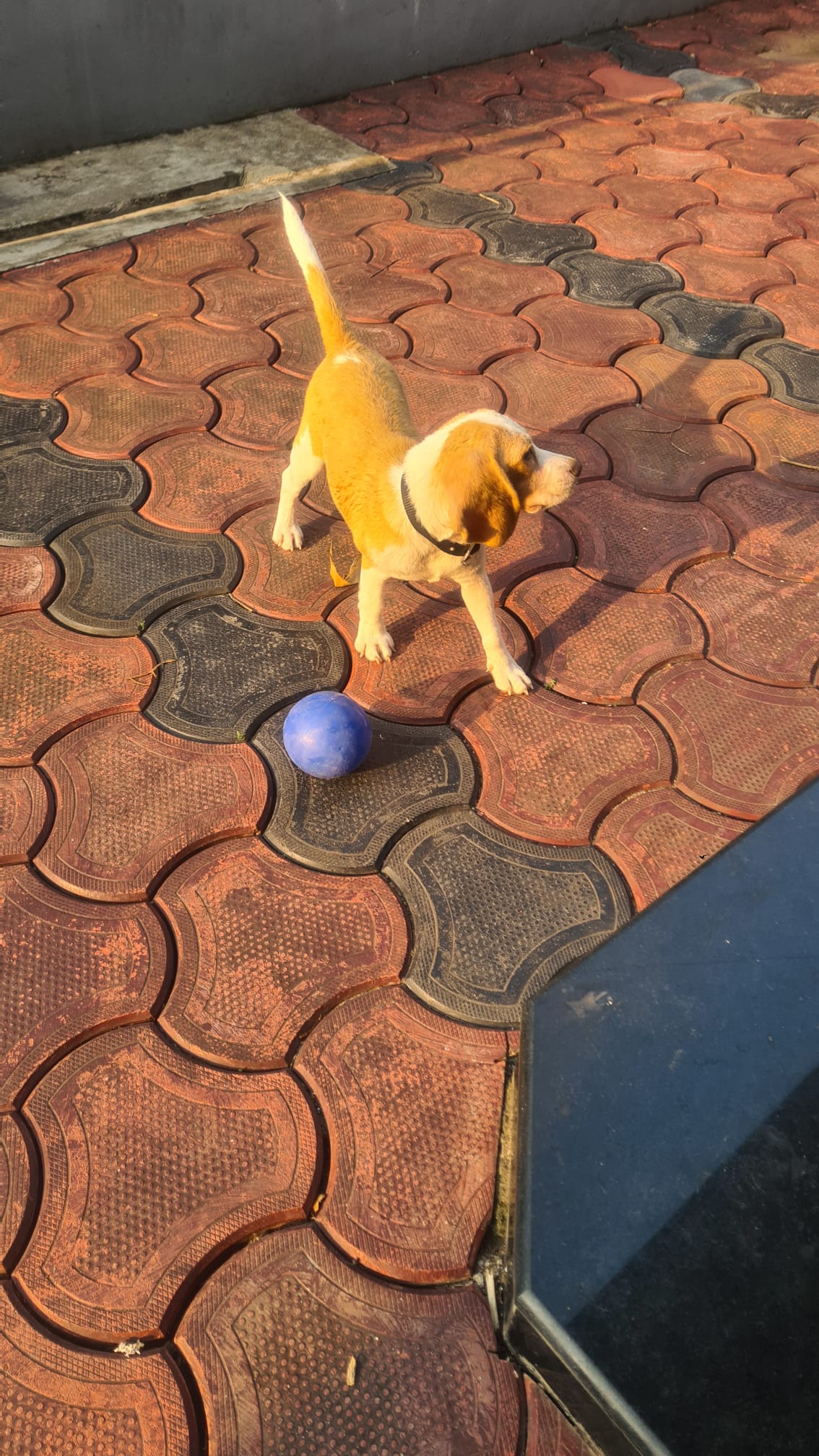 Beagle Puppy